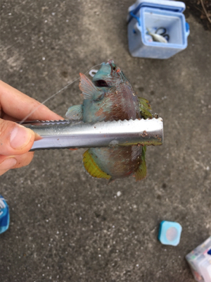 石ゴカイでちょんちょん