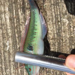 和歌山遠征 岬町でちょい投げ