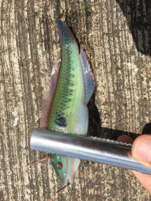 和歌山遠征 岬町でちょい投げ