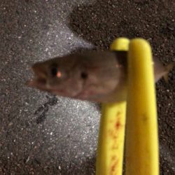 豆アジング開幕