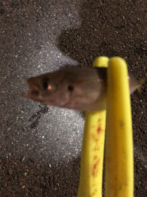 豆アジング開幕