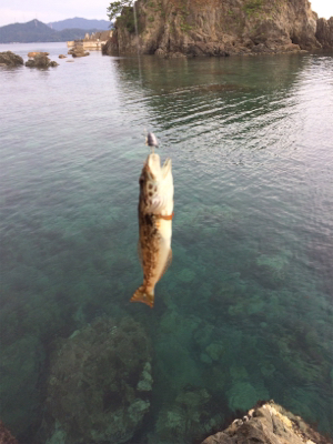 豆アジと根魚開幕！
