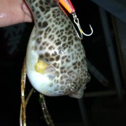 ロックフィッシュゲーム