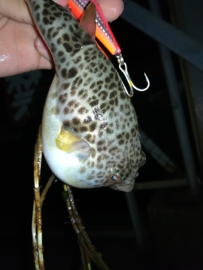 ロックフィッシュゲーム