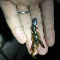 淀川ブリームゲーム 潮の流れを読む