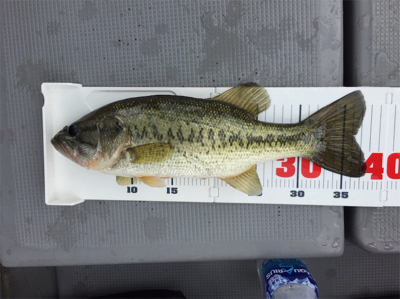 琵琶湖 大橋マリーナ発