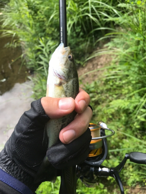 ドーン初フィッシュ！！