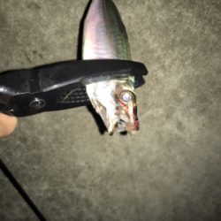 たまらずアジング