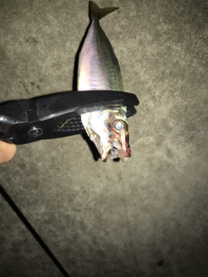 たまらずアジング