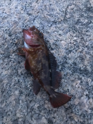 思ってたより濁ってない?