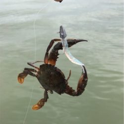 ライトロックフィッシュ(笑)