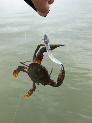 ライトロックフィッシュ(笑)