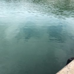 1週間ぶりのアジング