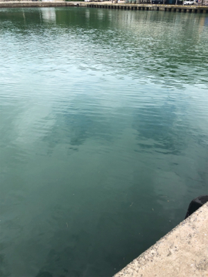 1週間ぶりのアジング