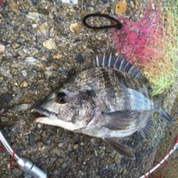 豪雨の後なので濁りがすごい‼️