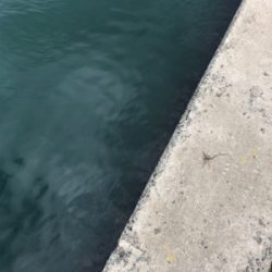 アジング再挑戦