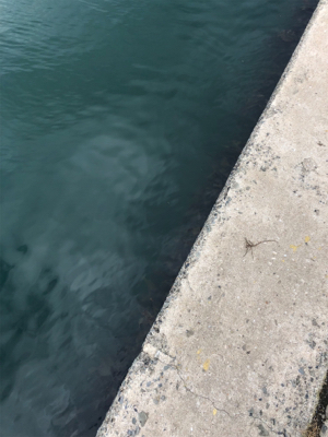 アジング再挑戦