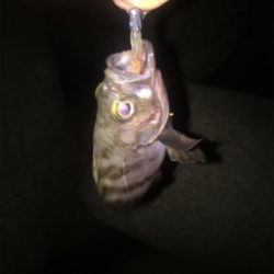 アジの存在確認！