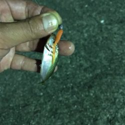 大雨後中1日目の様子