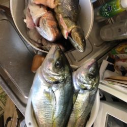 初釣り堀