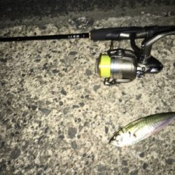 ナイトアジング