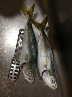 今期初LSJはバラしまくり