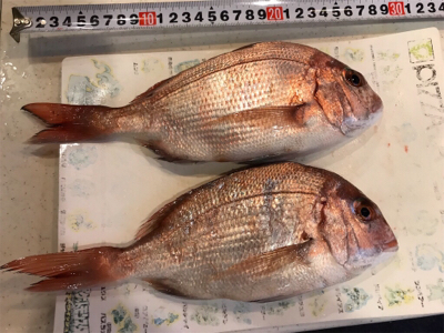 投げでマダイねらい