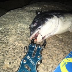 淀川ブリームゲーム 長雨ののちのキビレ