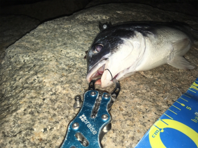 淀川ブリームゲーム 長雨ののちのキビレ