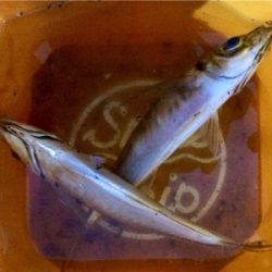 回遊開始のお知らせです