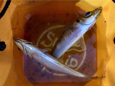 回遊開始のお知らせです