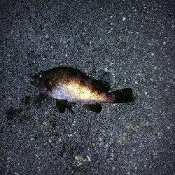 久しぶりの爆釣