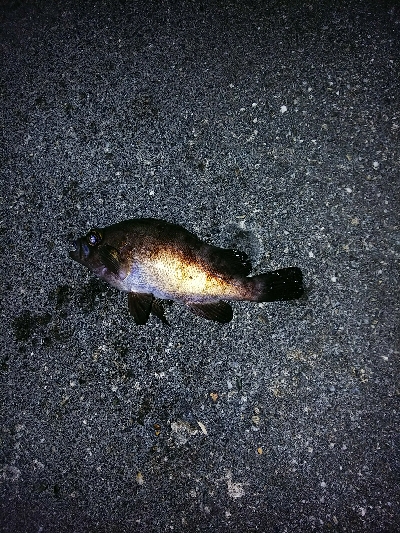 久しぶりの爆釣