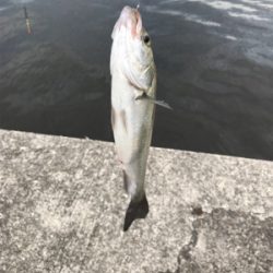 アタリは、頻繁‼︎