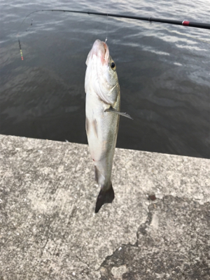 アタリは、頻繁‼︎