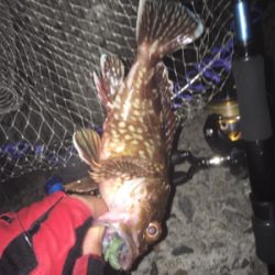 佐々木さん！ガシラ居てますよー