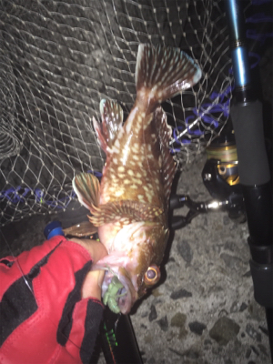 佐々木さん！ガシラ居てますよー