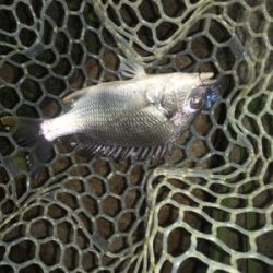 淀川ブリームゲーム 高活性の兆し