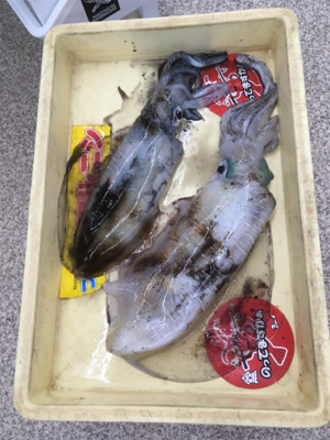 朝まづめリベンジ!