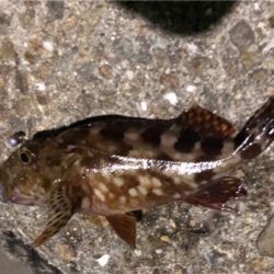 結局ガシリング