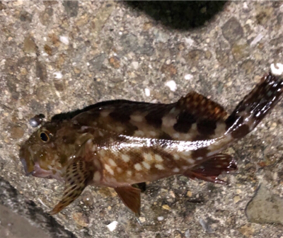 結局ガシリング