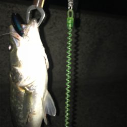 ルアーケースをひっくり返してもうた(･_･;