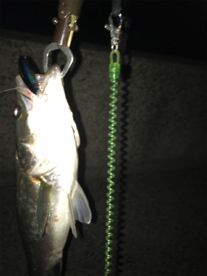 ルアーケースをひっくり返してもうた(･_･;