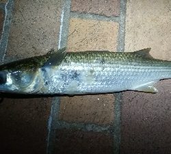 朝マヅメにて。