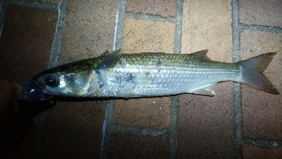 朝マヅメにて。