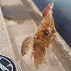 キスが釣れました