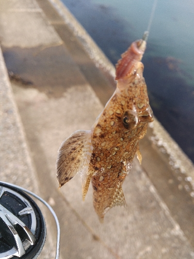 キスが釣れました