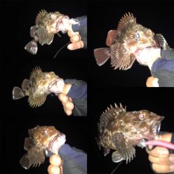 久々シーバス〜ライトロックフィッシュ