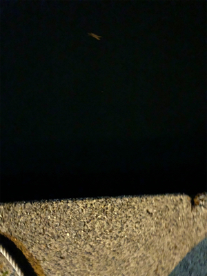 ナイトアジング