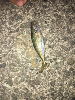 ナイトアジング